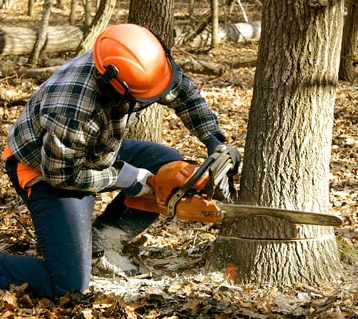 Tree Removal in Butterfield, MN